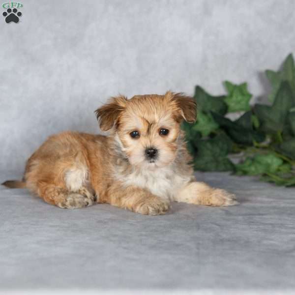 Georgie, Morkie / Yorktese Puppy
